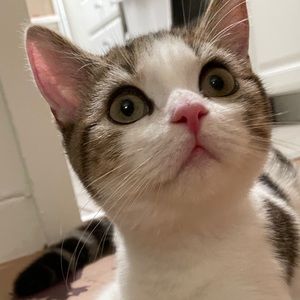 Meet your Posher, Hanyu